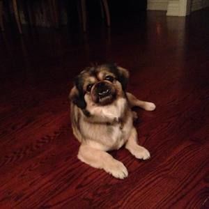 Meet your Posher, A-jin